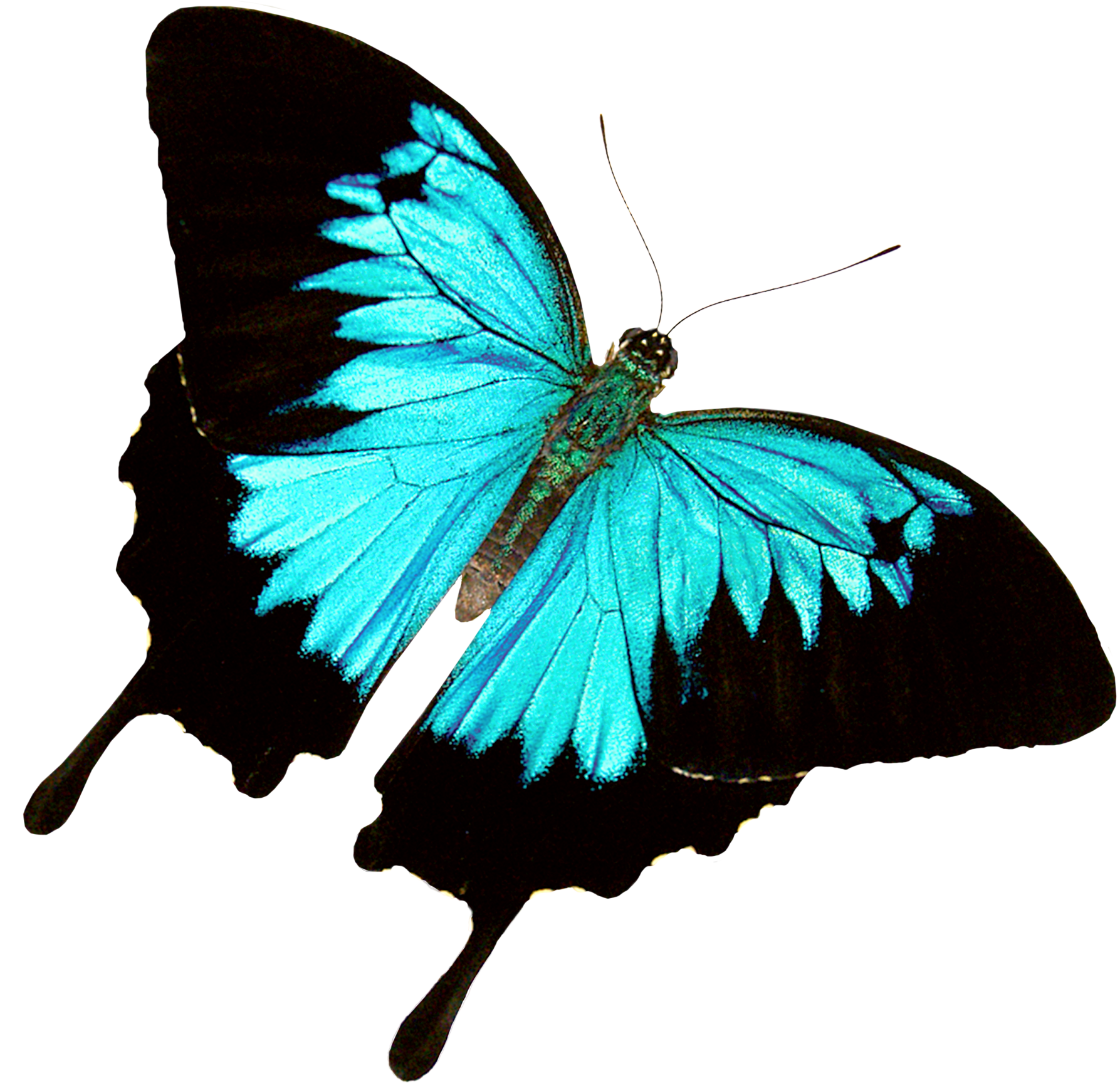 byebye-butterfly
